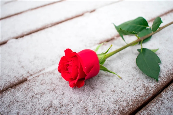 今天七夕節(jié) 男子用面粉給妻子做了一束鮮花