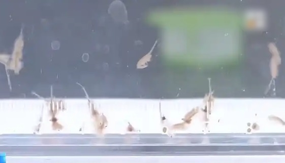 地球現存較為古物種之一！新疆沙漠首次發現鹽水豐年蝦