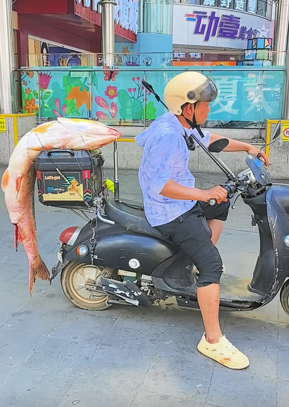 男子電動車后綁60斤大魚遛街展示：不違規 但不提倡