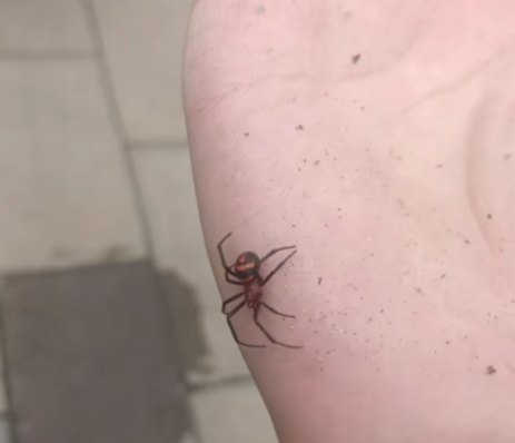 四川首例！男子遭罕見“怪肥腹蛛”咬傷：黑寡婦蜘蛛“親戚”