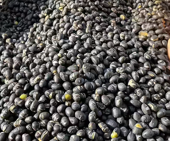 曾經的“牲口飼料” 竟是被低估的“營養王者”！每天1把好處多