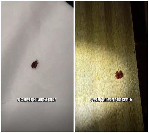 幾乎絕跡的床虱又出現了：多名網友被咬