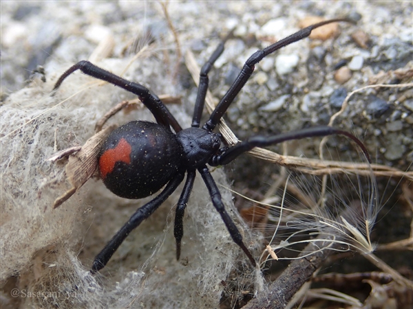 攻擊性極強 日本多地出現毒蜘蛛：澳大利亞外來入侵物種