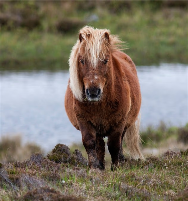 丟了5匹矮種馬“甩鍋”白尾海雕 農(nóng)場(chǎng)要求徹查鷹巢