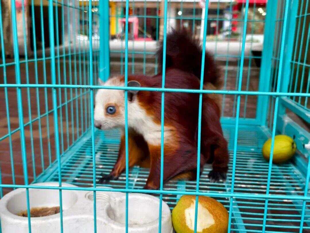 3只飛鼠19樓躍出上演翼裝飛行 這種野生鼯鼠可以當寵物嗎？