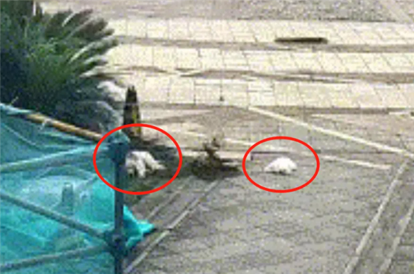 女子將兩只小狗從21樓扔下罰4000元 高空拋物殺傷力有多大